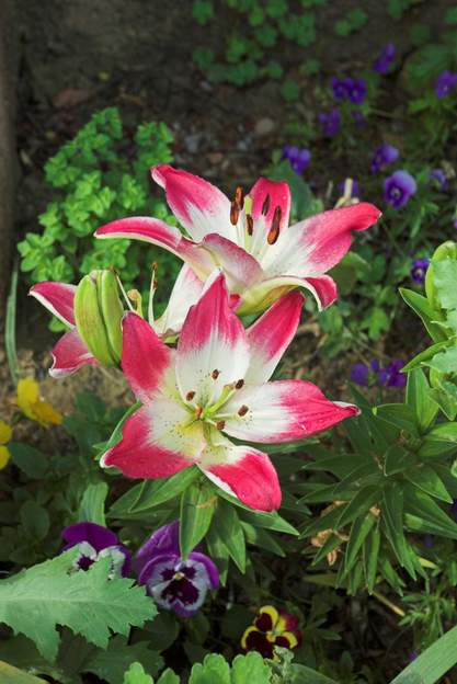 Lilium 'Lollypop'