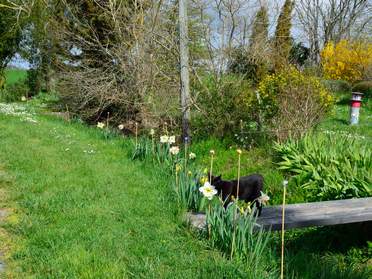 Narcisses et jonquilles