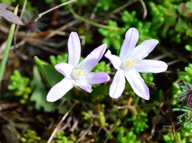 Scilla bifolia 2023 03 La Scille à deux feuilles, pas sûr qu'elle supporte cet endroit.