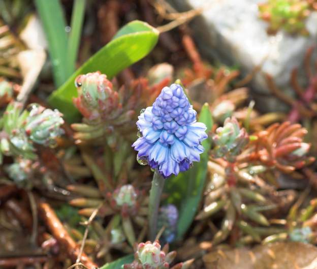 Muscari 1 Des obtentions récentes, plus fines et plus pâles que le muscari normal.