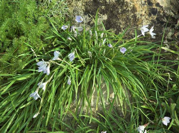 ipheion 1 Cette petite plante est un bulbe qui se multiplie énormément chez nous. En plus il fleurit dès le début mars jusqu'en avril. peu à peu les marguerites viennent...