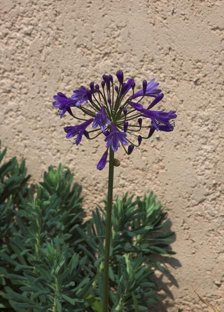 Agapanthus 'Tornado'