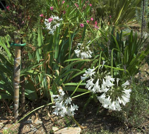 Agapanthus africanus 'Alba'