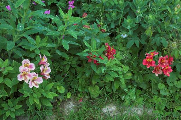 Alstroemeria aurantiaca ce n'est pas un bulbe, mais ça a des réserves quand même, et le Lys des Incas fait partie de la famille des Amaryllidacées