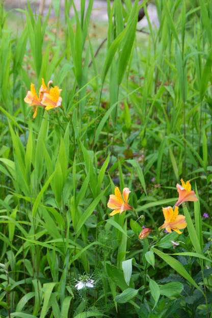 Alstromeria inconnue 2026 Plantée cet hiver, elle nous plait bien, esperons qu'elle se plaira aussi !