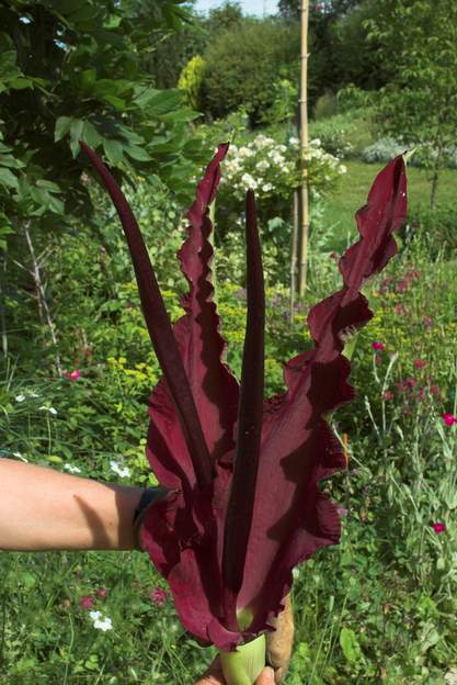 Arum dracunculus 2012 Amusant, non ? spectaculaire. Malheureusement il sent la charogne pendant deux jours, Il faut qu'on le déplace. Peut-être qu'il se plaît là, juste à côté de la...