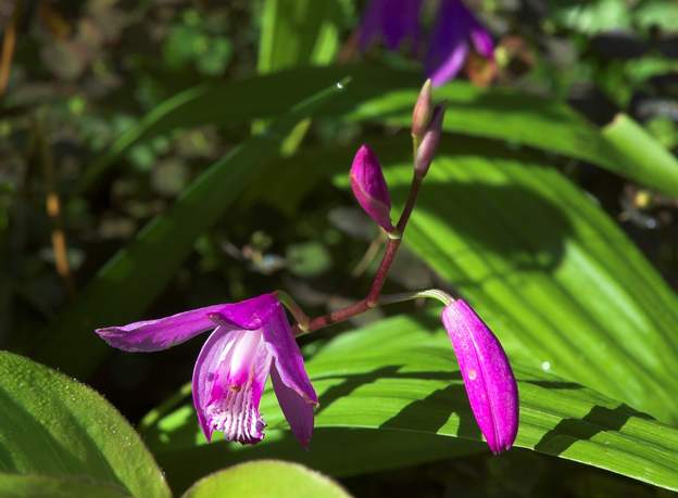 Bletilla striata 2