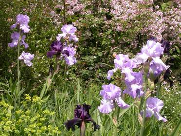 Les iris en situation dans le jardin.