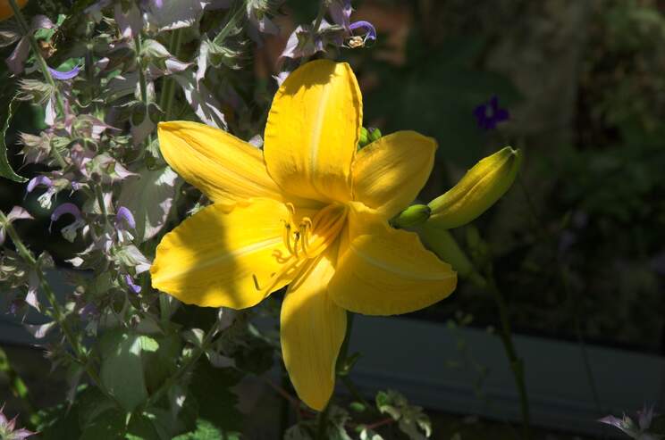 Les hémérocalles Quand on a commencé le jardin, on a juste mis quelques uns de ces "lys d'été", les plus répandus, comme "Stella di Oro"....