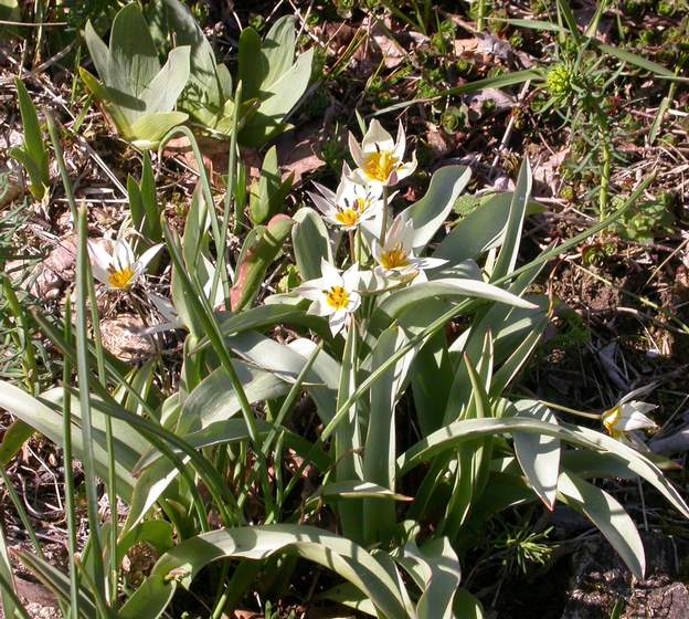 botanique turkestanica Nous laissons les tulipes en place, afin qu'elles se naturalisent. En fait dans notre climat, Il n'y a guère que les botaniques pour y arriver, ou alors les...