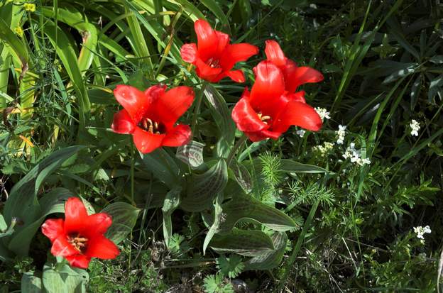 chaperon rouge