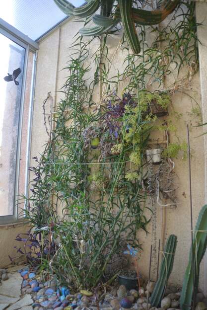 Aloe ciliaris 2025 11 Il couvre totalement le mur, envahissant, il s'enroule autour du cierge, monte le long du mur à l'assaut du toit !