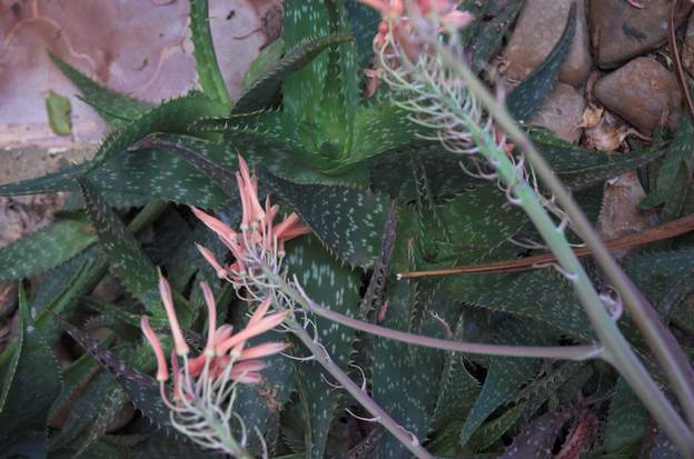 Aloe grandidentata 2009 05 Longtemps appellée saponaria.