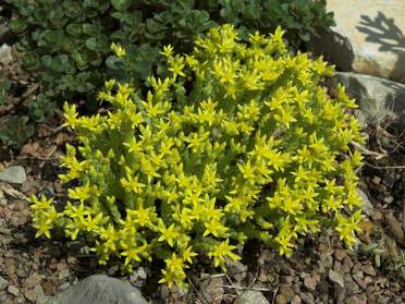 les sedum