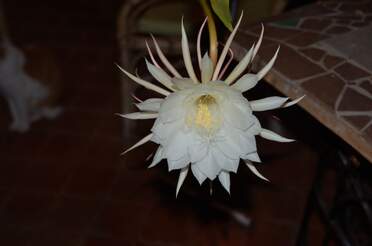 24 heures dans la vie d'une plante grasse Cette cactée, Epiphyllum oxypetalum est bien connue dans les pays asiatiques, où elle porte différents noms bien...