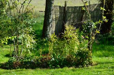 Bambous Les différents bambous du jardin. Bien sûr ce sont en fait des graminées, donc des herbacées, mais ils sont tellement...