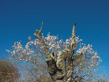 Floraisons
