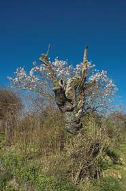 Floraisons d'hiver (janvier, février) Seules les fleurs les plus précoces sortent, le reste reste frileusement hivernal.