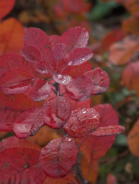 Cotinus coggygria 'Royal Purple'