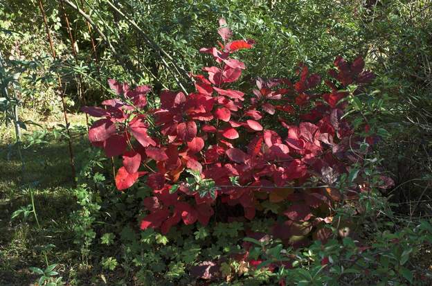 Cotinus coggyria 'Grace'