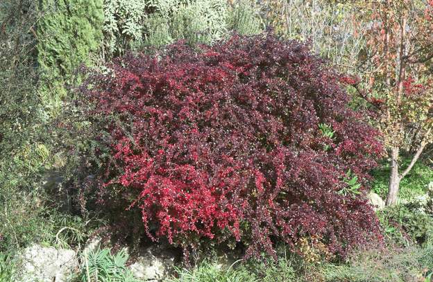 berberis thunbergii 'Red Jewel'