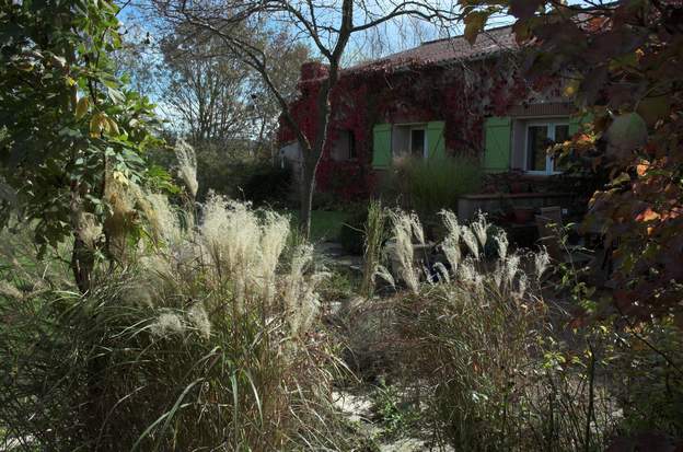 miscanthus devant la maison