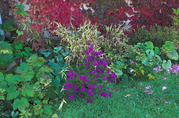 Aster et vigne Cet aster est quasiment agressif (le violet le plus violent que je connaisse) quand il est à l'ombre. C'est d'ailleurs le seul endroit du jardin où il se plaise...