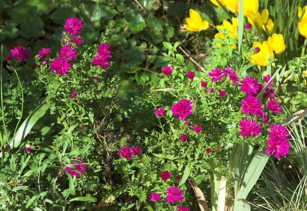 Aster et bulbe Les asters en fleurs sur fond de Stenbergia c'est vraiment l'automne !