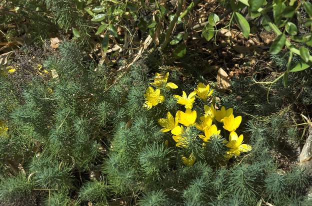 Euphorbe et stenbergia la petit cyprès est petite et n'empêche donc pas le bulbe de fleurir.