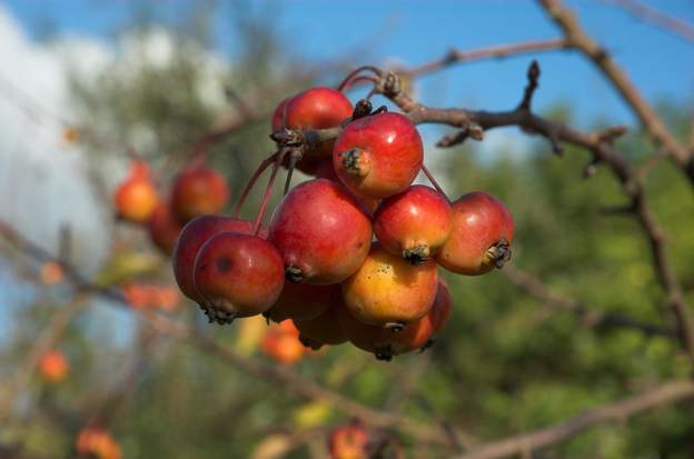 malus evereste