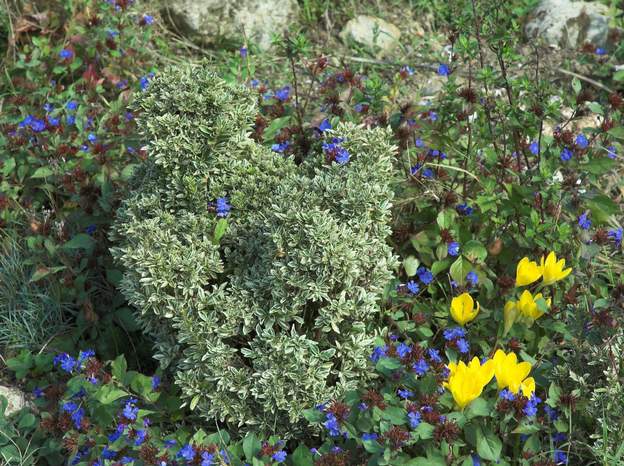 Poule fusain panaché evonimus japonicus sur un tapis de Plumbago larpentaeavec les Sternbergia lutea en appui