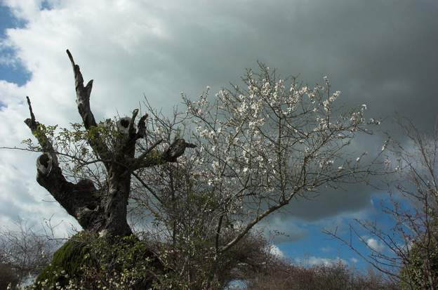 amandier Amandier mourant une repousse et un fond d'orage, ah quelle symbolique !