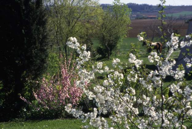 cerisier et prunus