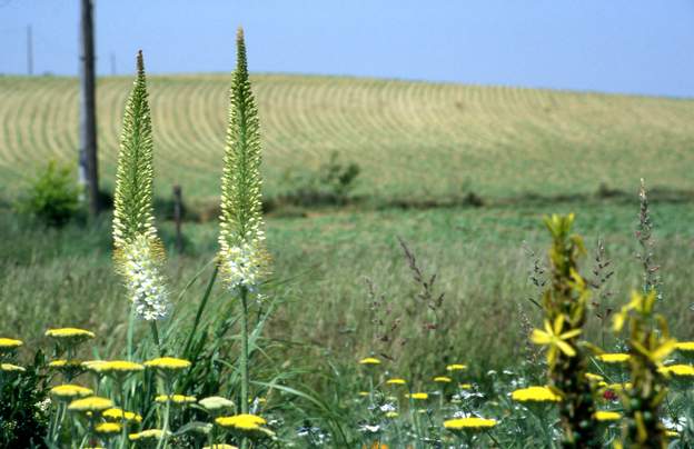 eremurus