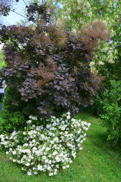 Choisya et cotinus 2026 05 début mai, le contraste est violent !