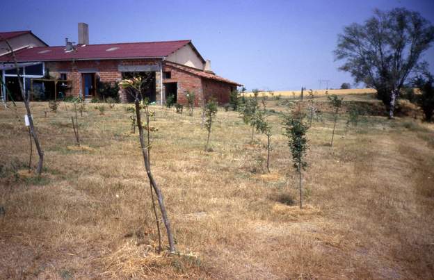 1989 07 les arbres poussent peu, comme on le voit (2 ans après la photo précédente). C'eest très sec, et les arbres prennent le vent de plein fouet.