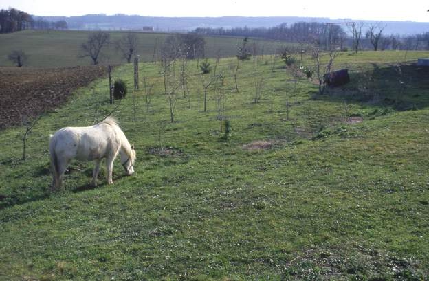 1992 03 Le cheval est un poney, pas un géant. Pour l'instant Olympie continue à enjamber les arbres, et se gratter le ventre dessus, ce qui d'ailleurs n'est pas bon...