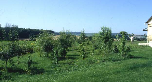 1992 06 6 ans, c'est le temps que met en général un arbre pour se mettre en place dans le jardin. Maintenant nous savons que la pousse ne commence vraiment qu'à partir...