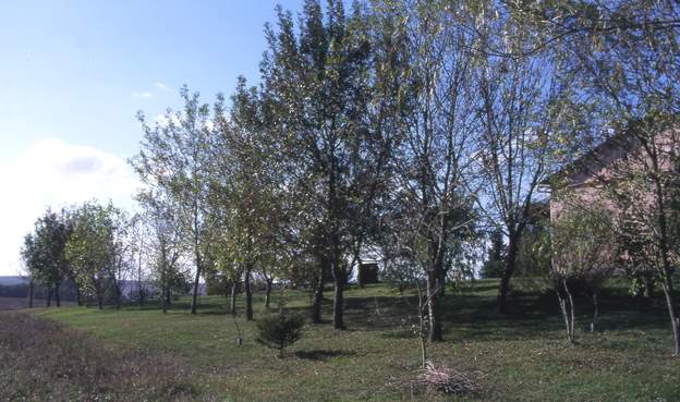 1999 09 On voit bien que les arbres du fond, la partie sud du terrain, ont bien plus de mal à pousser que ceux qui sont au nord du bois, donc au premier plan ici. Et ce...