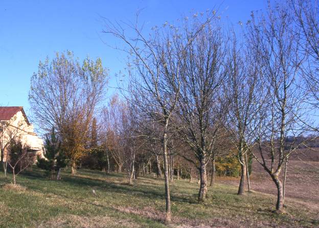 2002 02 Voilà, après 15 ans de pousse, on commence enfin à voir un petit bois. un micro climat est installé dessous : Le sous-bois reste enherbé en été, la terre ne se...