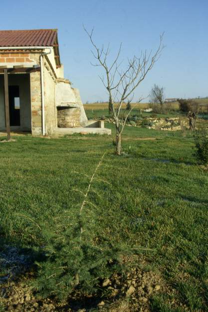 1991 10 On n'a laissé que la cheminée pour d'éventuel barbecues. On obtient ce coin dont on doit pouvoir faire quelque chose d'intéressant. Il y a un catalpa, qui ne...