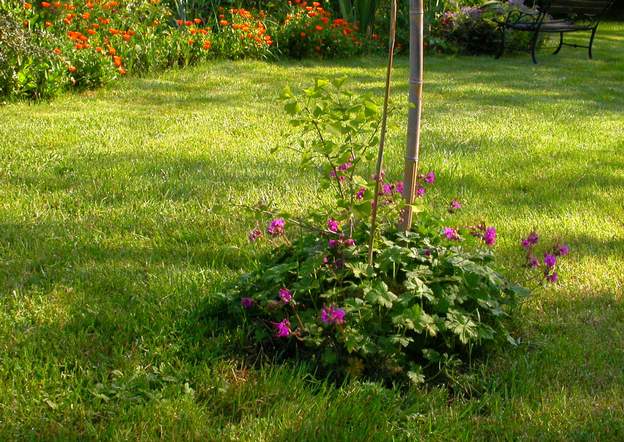 2004 05 Juste devant ce vallon, nous installons un Ginkgo biloba . Il deviendra grand, si si ! C'est une plantation maison à partir d'une graine qui vient du Japon(...