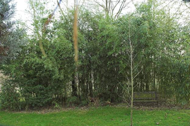 2006 12 1 Voilà la haie de bambous Phyllostachys viridiglaucescens qui protège le sud. Elle fait environ 10 mètres de long, 4 de large (ça ne se voit pas sur la photo) et...