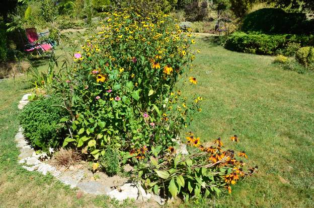 2016 08 En Août, les fleurs d'été sont splendides, un peu envahissantes peut-être ?