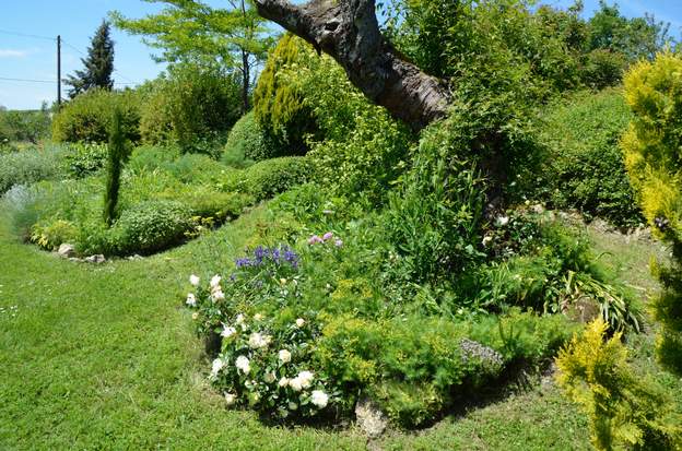 2013 05 les pluies très abondantes de cette année on fait ressortir des plantes qu'on n'avait pas vu depuis des années. Ici un ail dont on avait oublié l'existance...