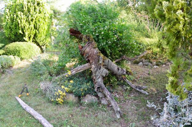 2019 06a La dernière tempête a fait tomber le haut de l'amandier.