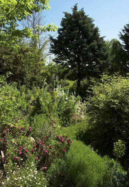 2010 05 Le grand banks et l'aubépine étouffaient tout le coin. On a taillé sévèrement le rosier et supprimé l'autre (une plante très envahissante chez nous). Du coup ça...