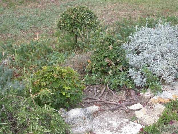 2006 08 Les arbres semés par les geais, presques invisbles quelques années avant, sont taillés sévèrement et se transforment petit à petit en bonsai naturels. Le...