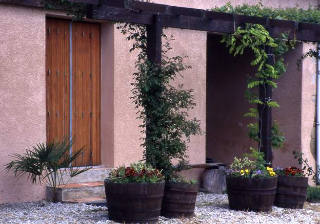 1996 05 Donc une pergola où on fait grimper 'Toby Tristan' (à gauche) puis une vigne dans un grand bac (pour les raisins) à droite, une glycine blanche, mais elle va...