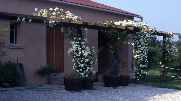 1996 06 'Toby Tristan' à gauche, une vigne, 'Wedding Day' et 'Kew Rambler'. Ils vont peu à peu percer le fond du bac et s'enfoncer dans le sol.